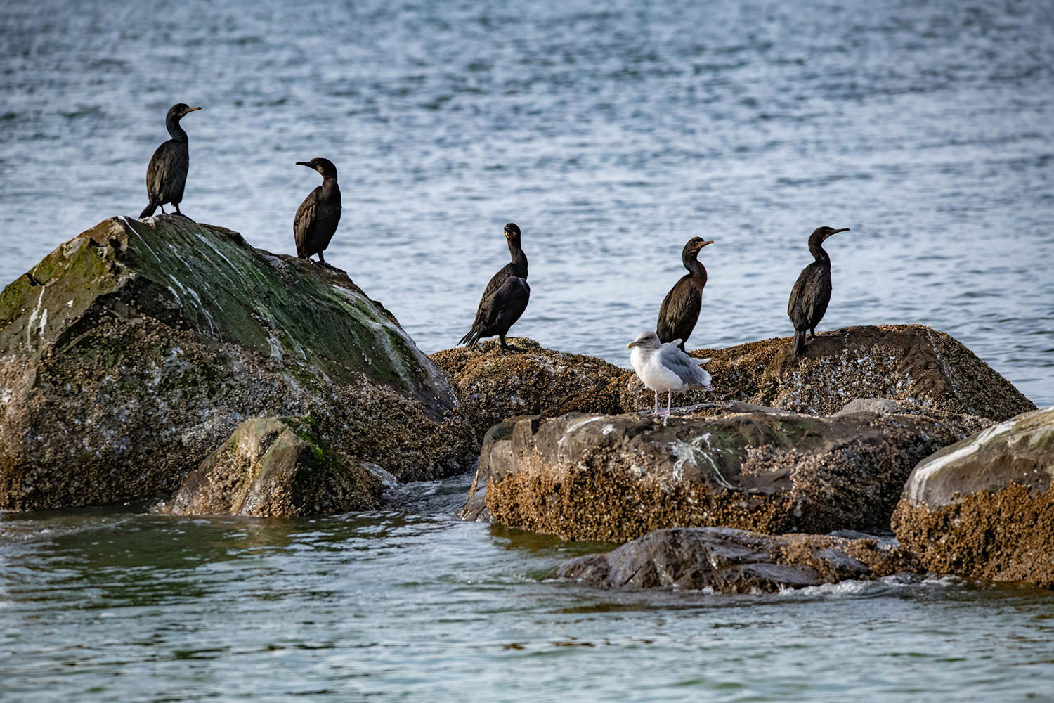 whale-watch-01