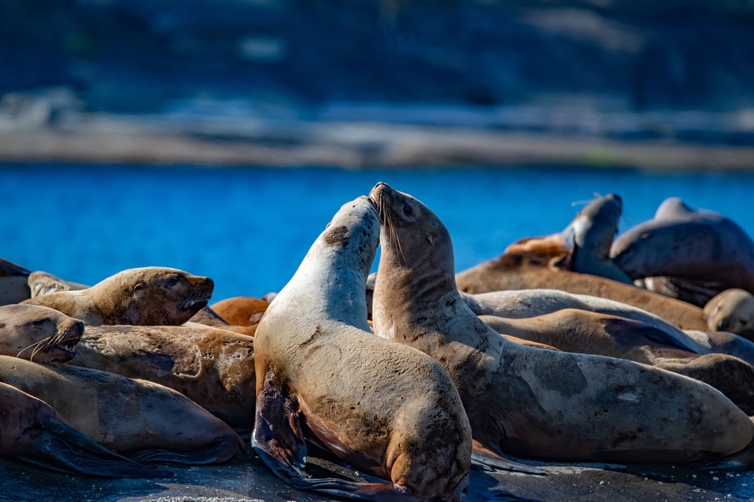 whale-watch-02