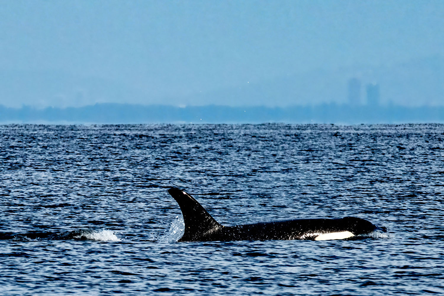 whale-watch-04