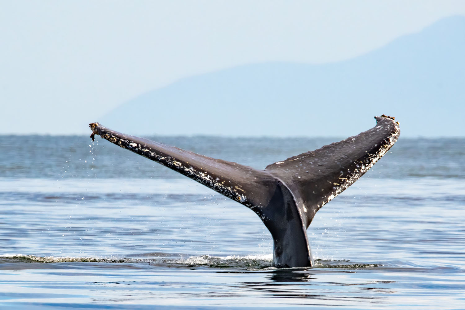 whale-watch-05
