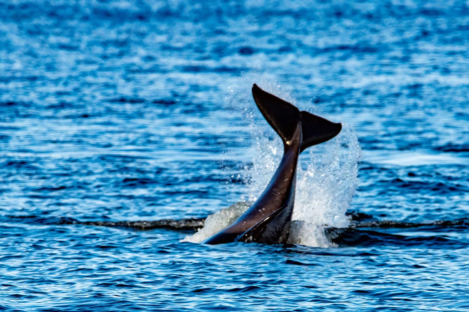 whale-watch-07