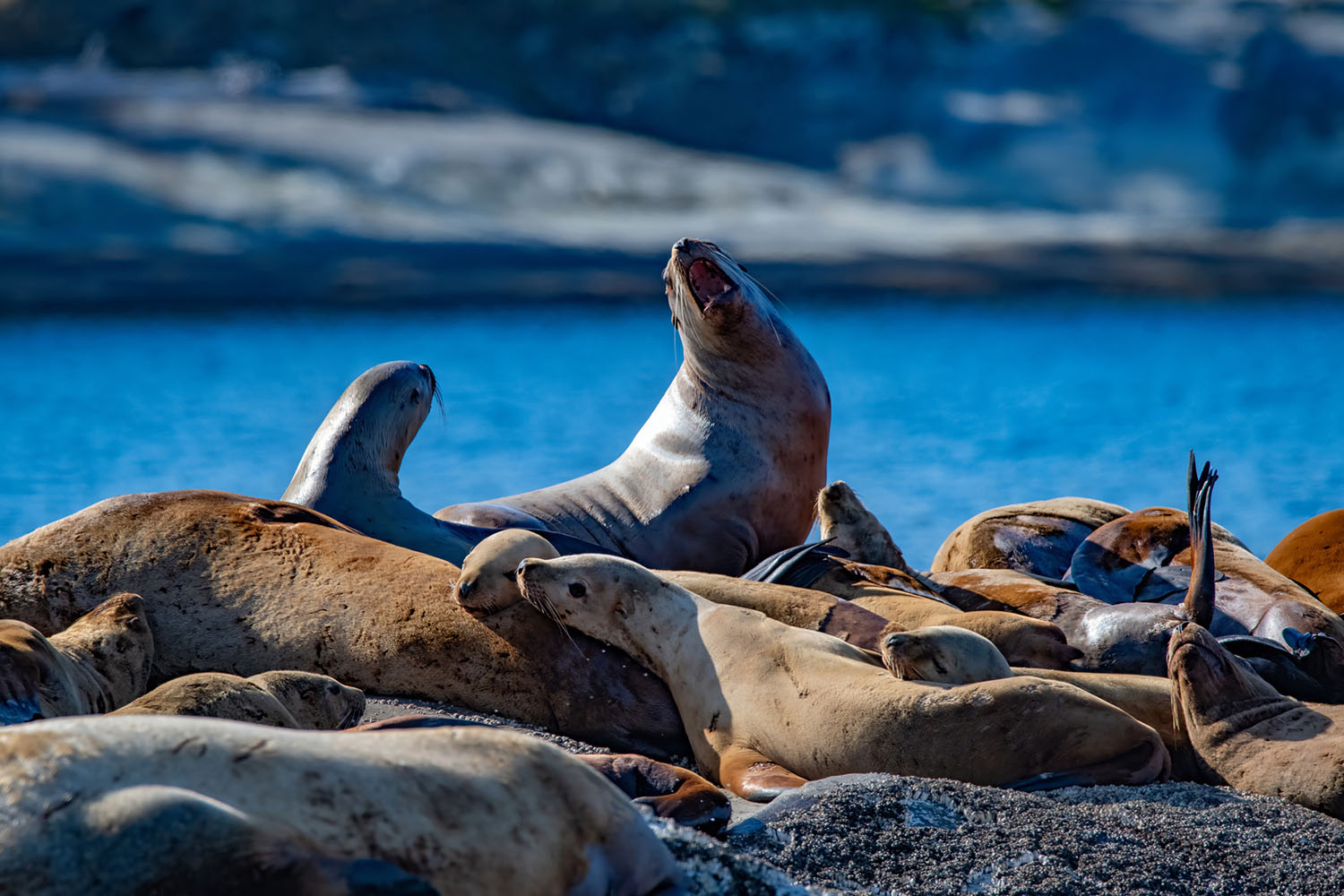whale-watch-08