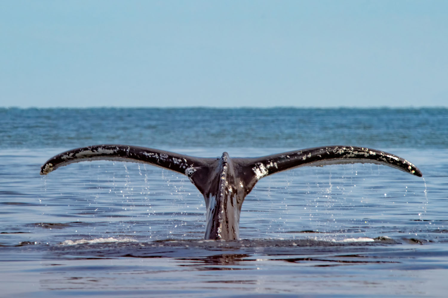 whale-watch-09