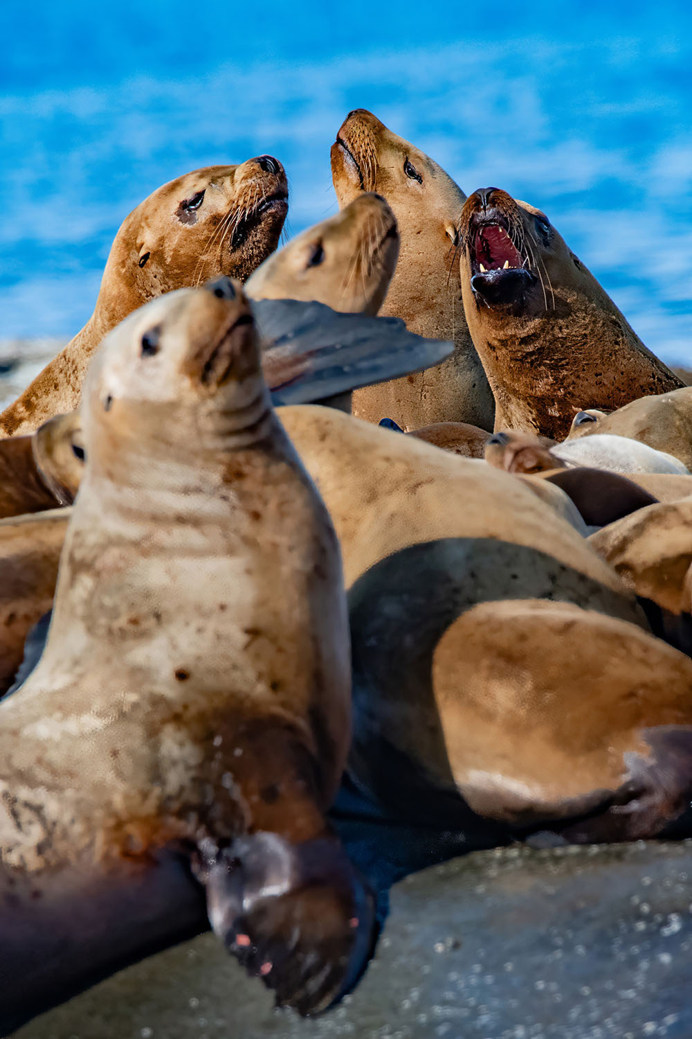 whale-watch-10