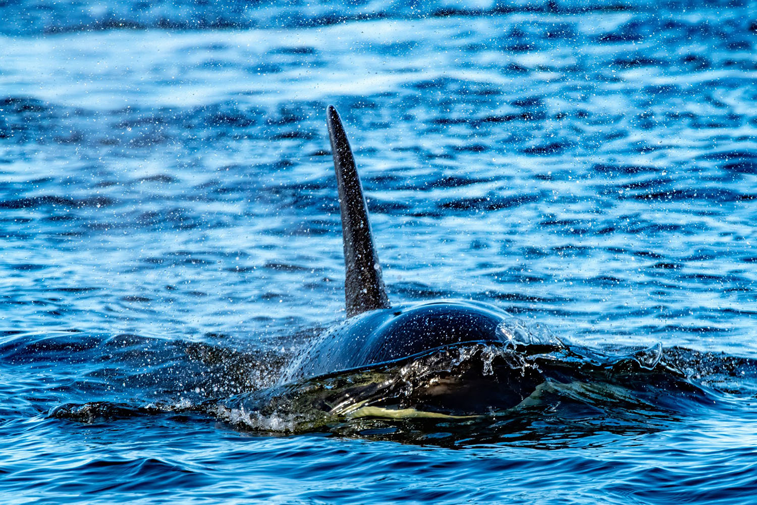 whale-watch-12
