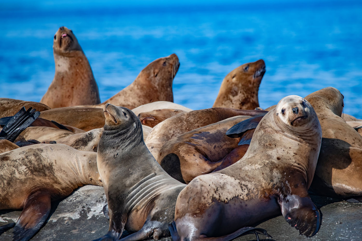whale-watch-15