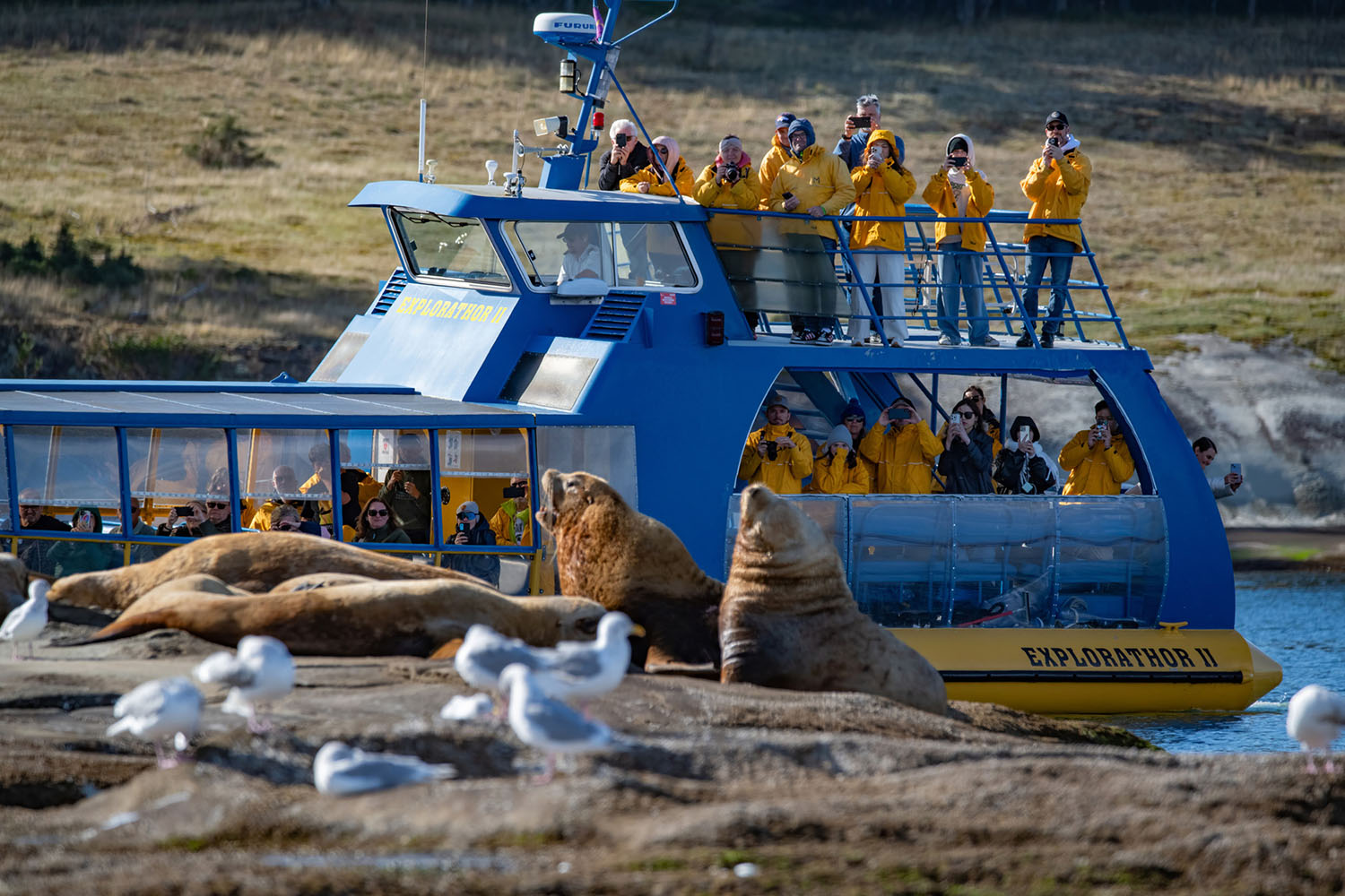whale-watch-16