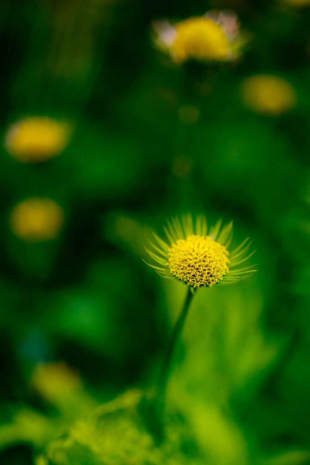 VanDusen_01