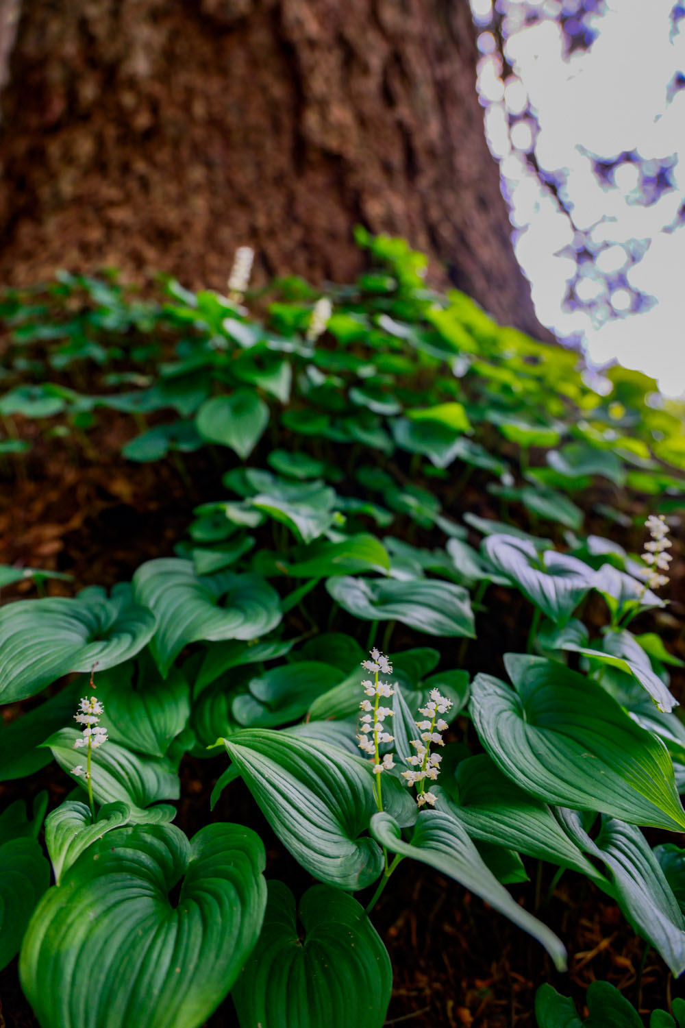 VanDusen_03