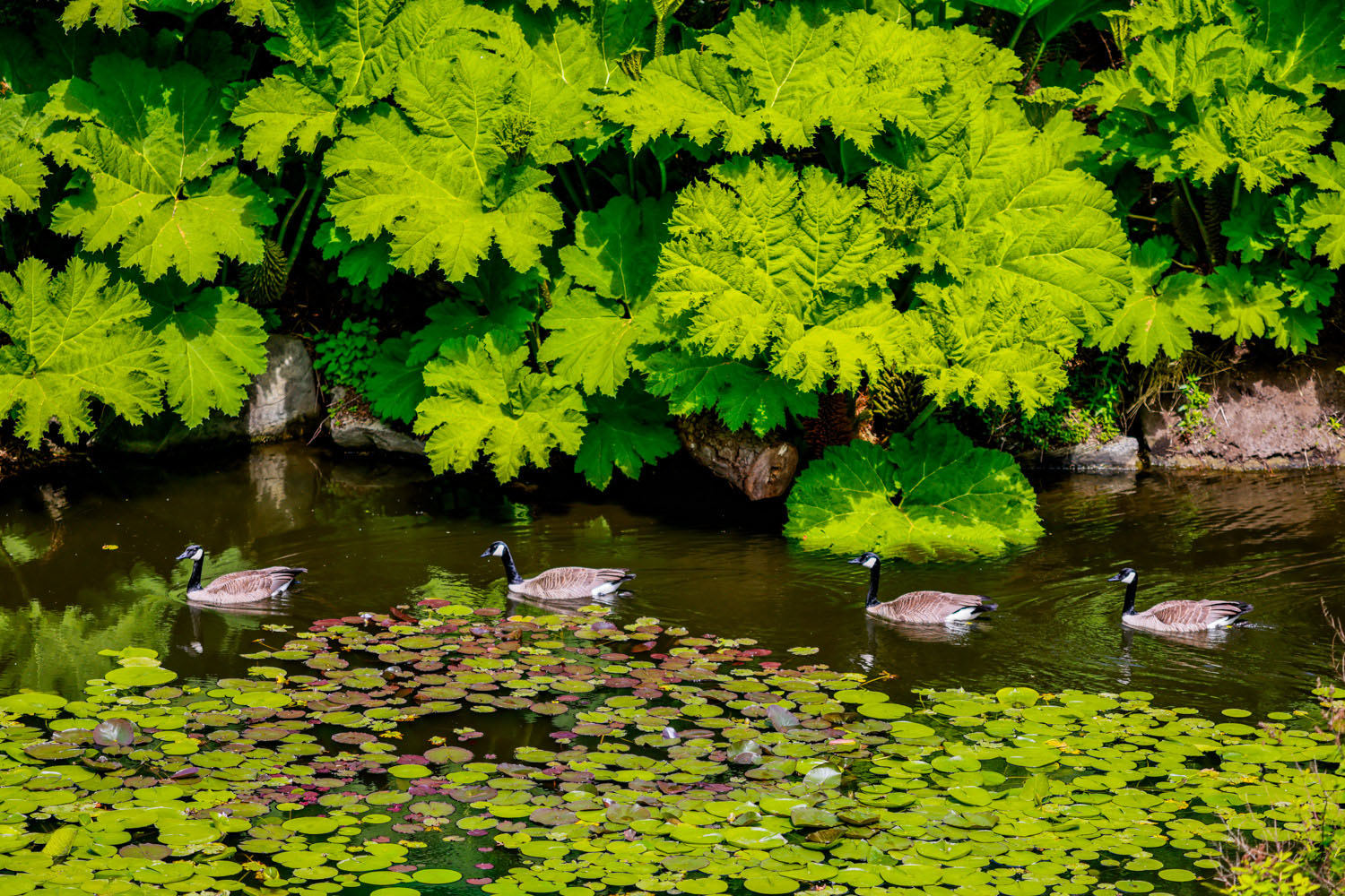 VanDusen_07