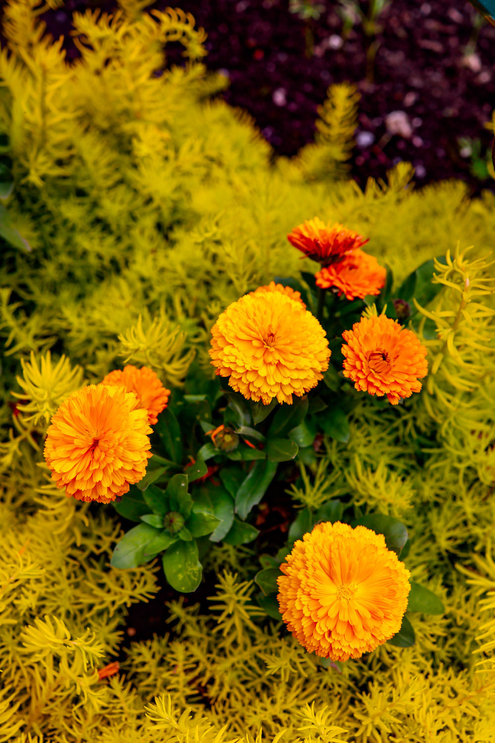 VanDusen_08