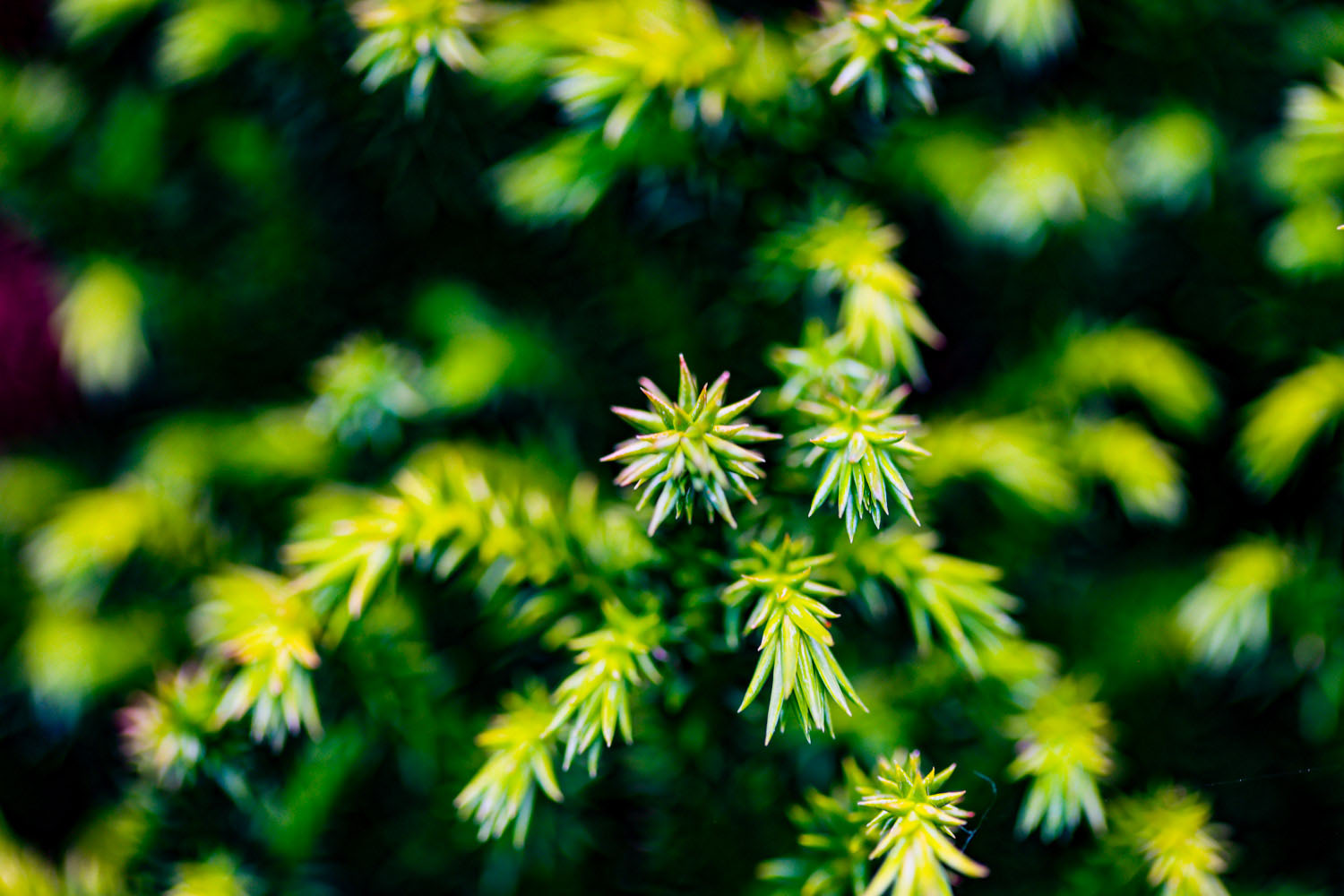 VanDusen_09
