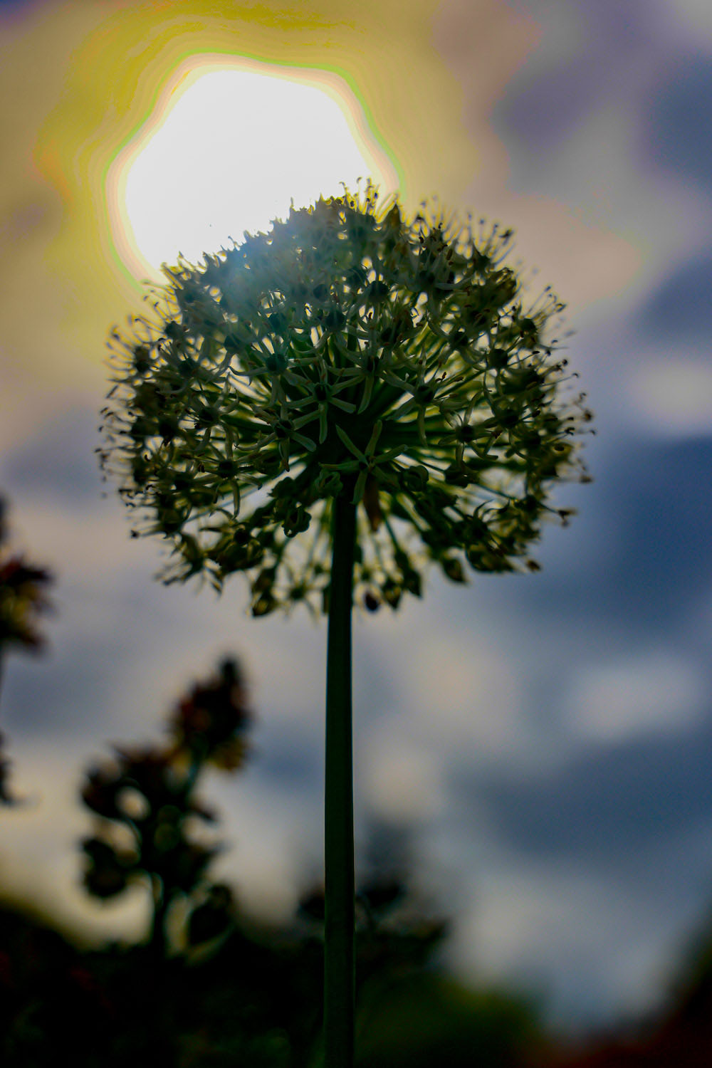 VanDusen_10