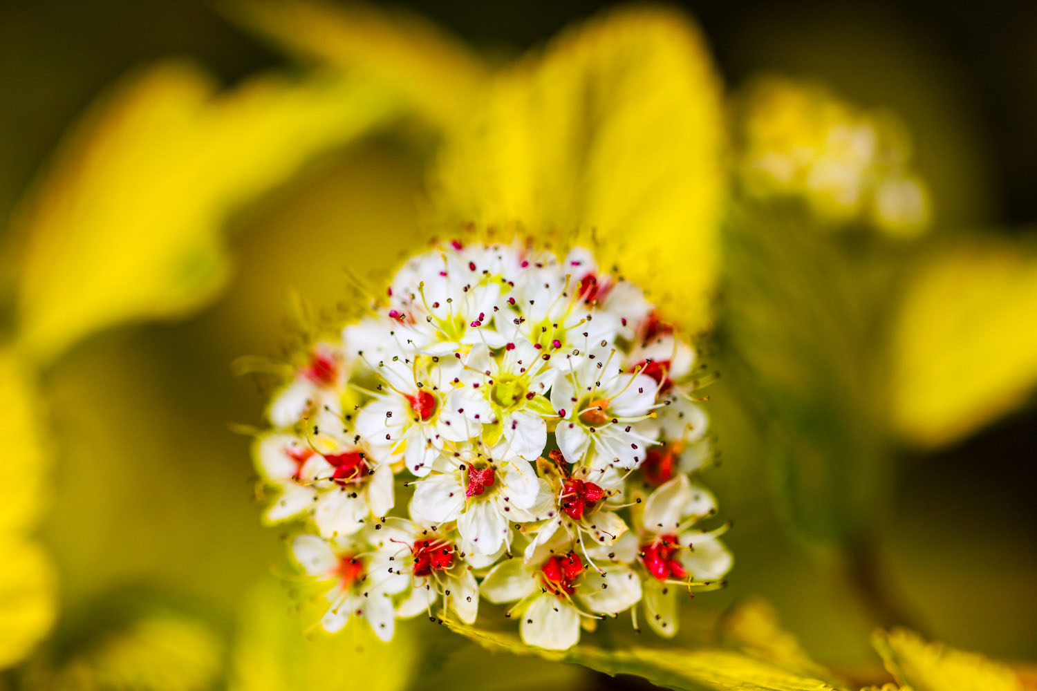 VanDusen_11