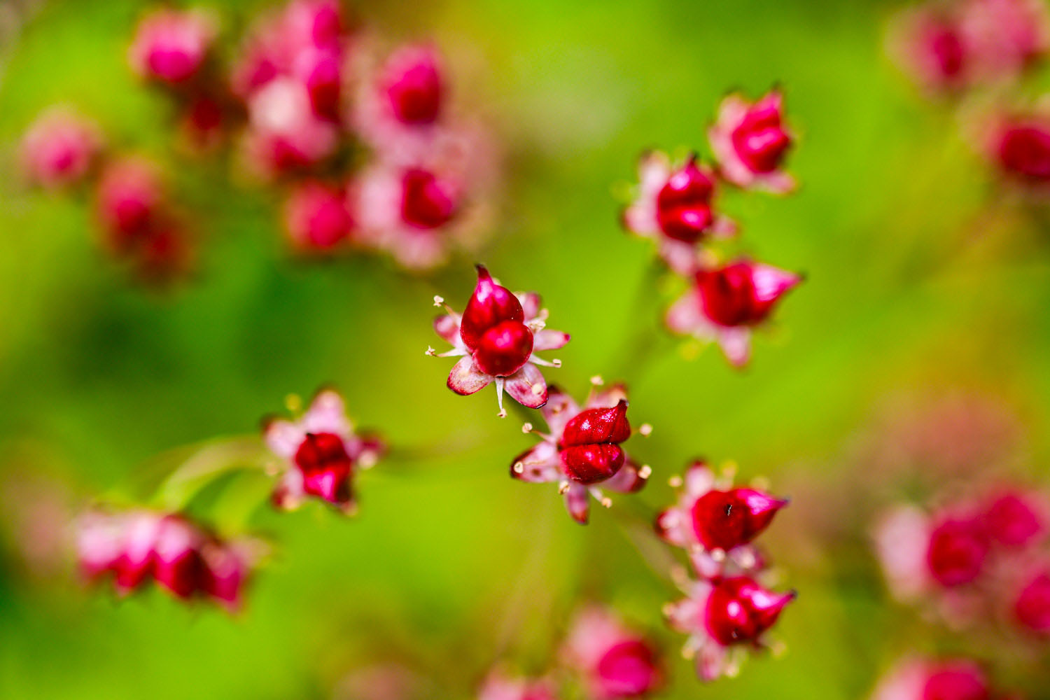 VanDusen_12