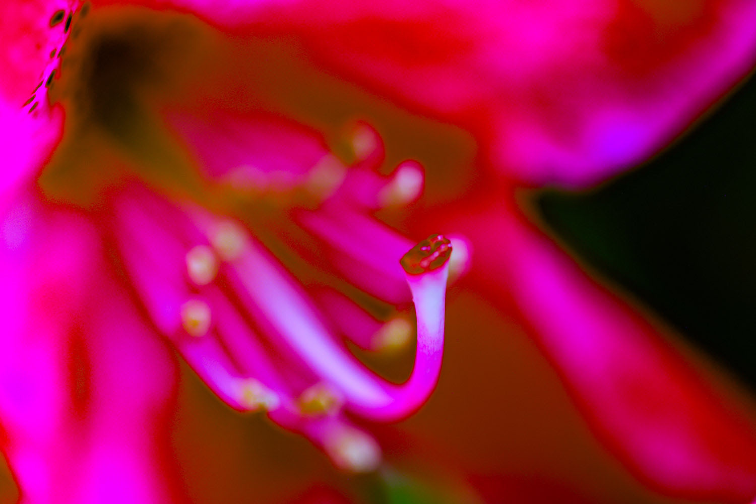 VanDusen_15