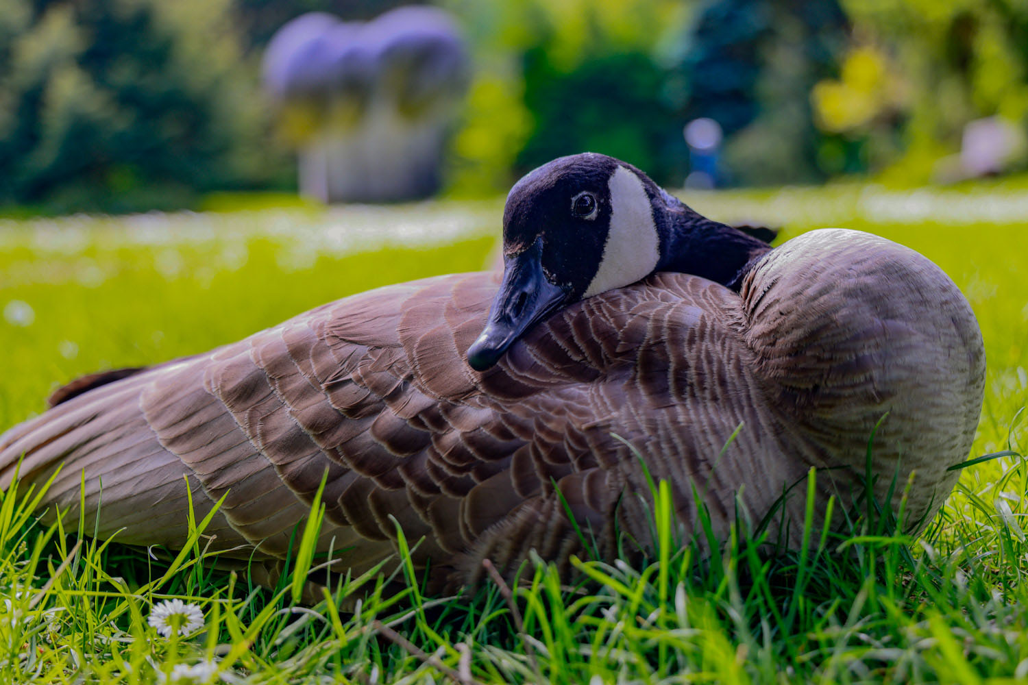 VanDusen_16