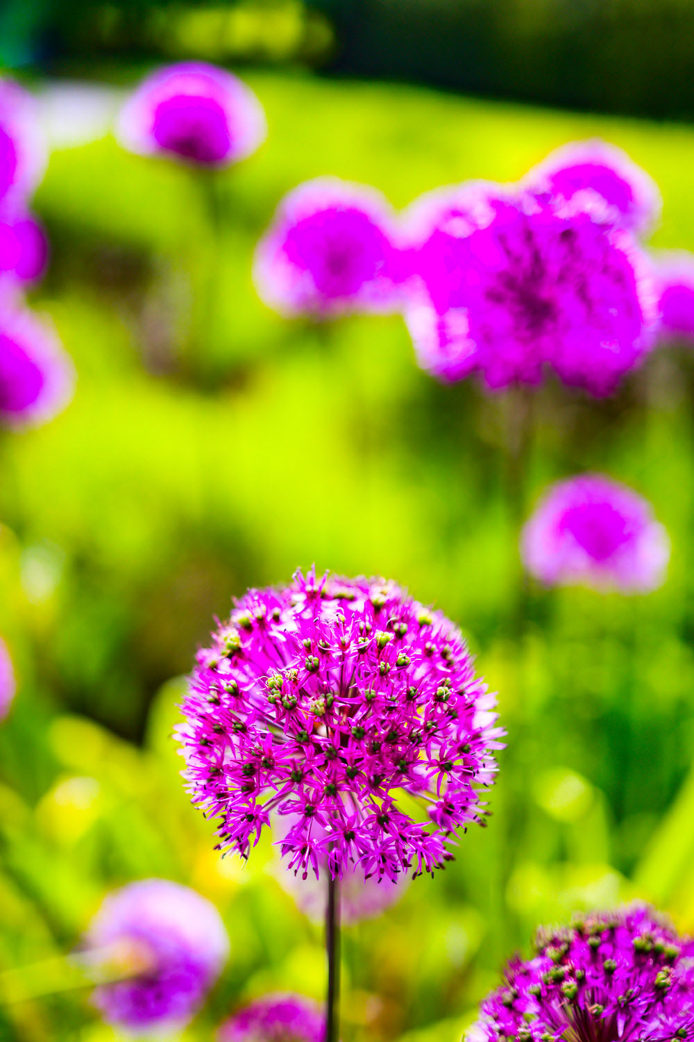 VanDusen_18