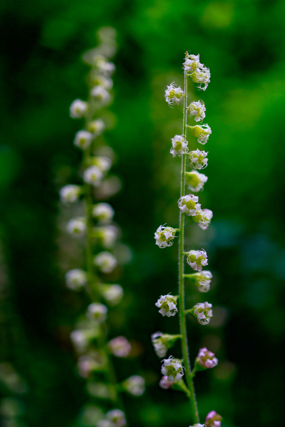 VanDusen_24