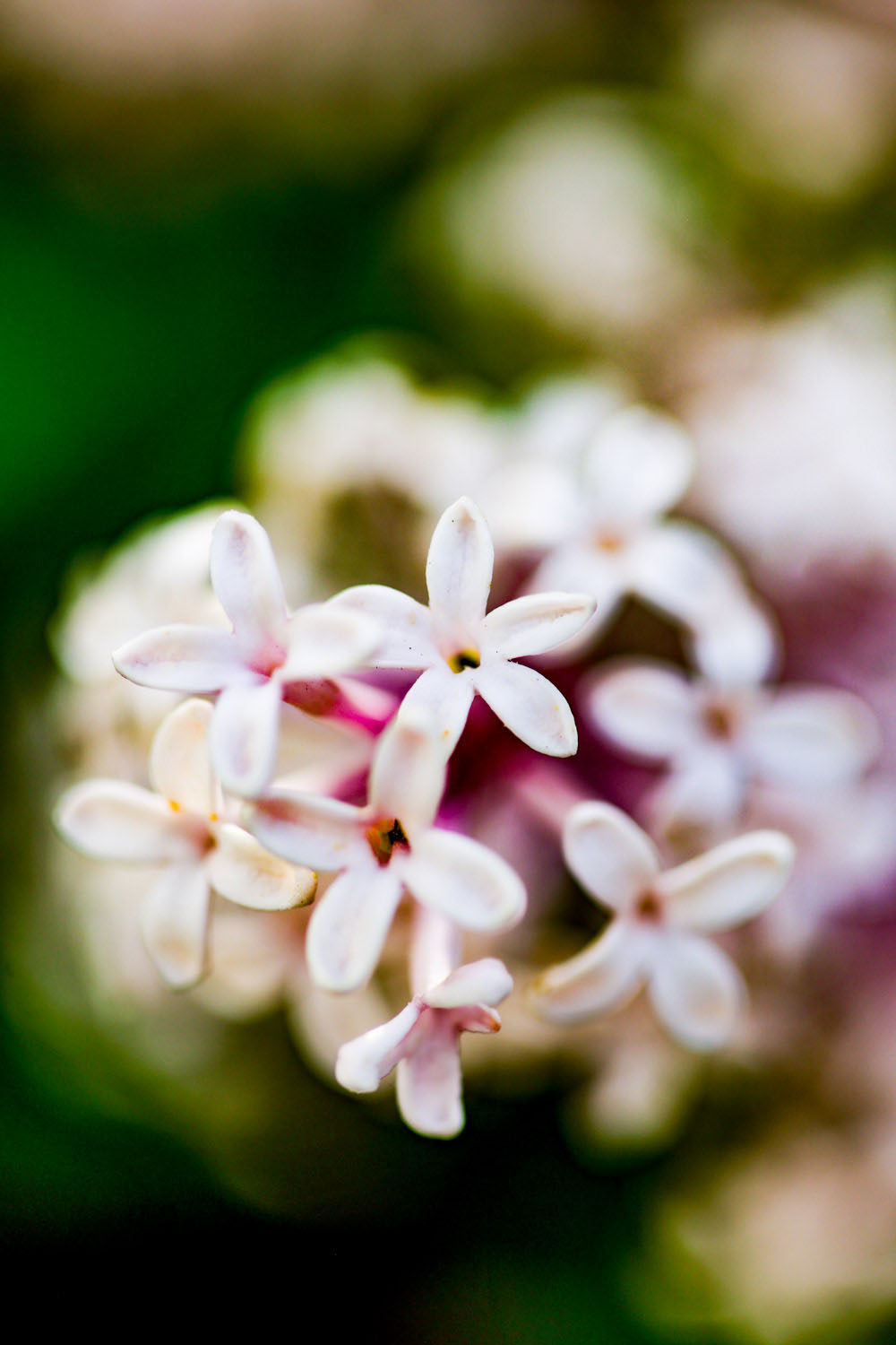 VanDusen_25