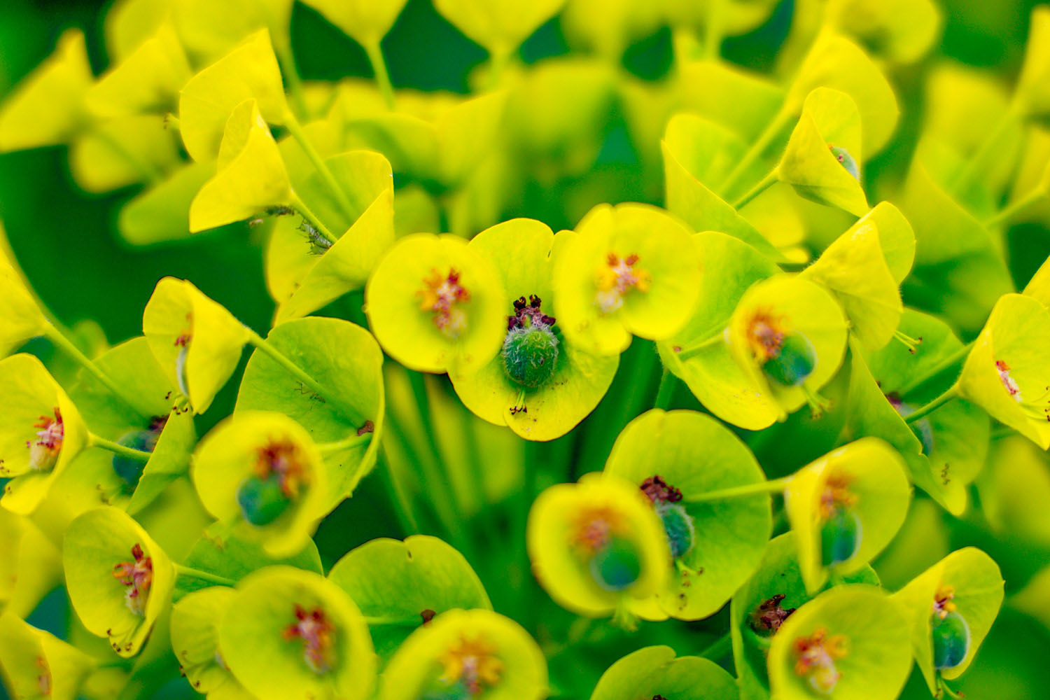 VanDusen_28