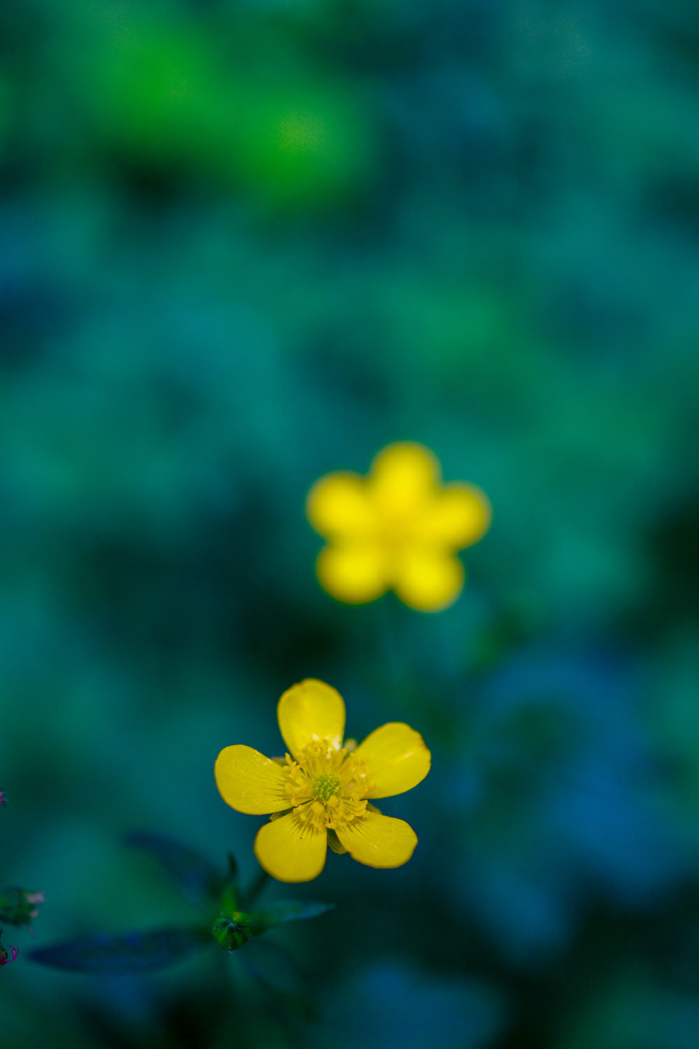 VanDusen_29