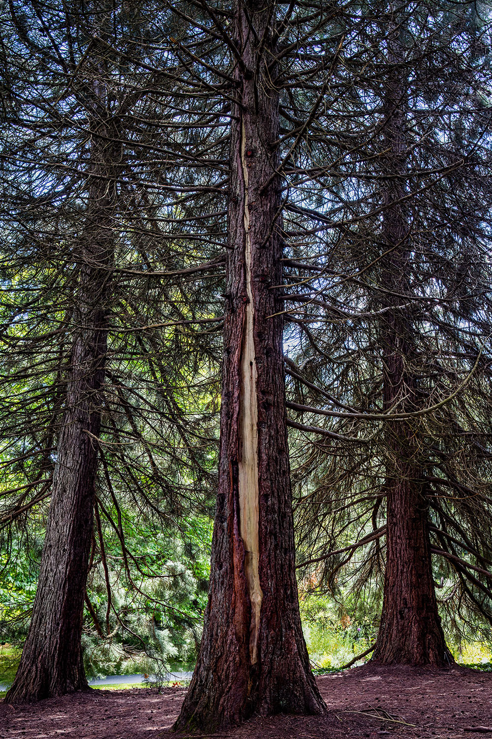VanDusen_30