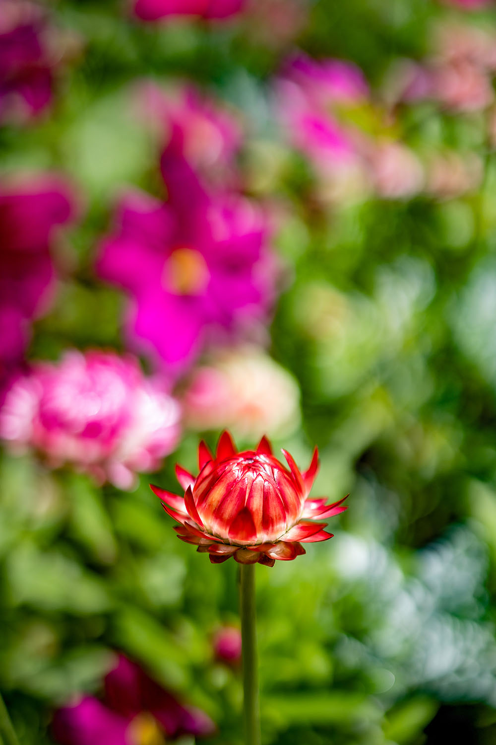 VanDusen_31