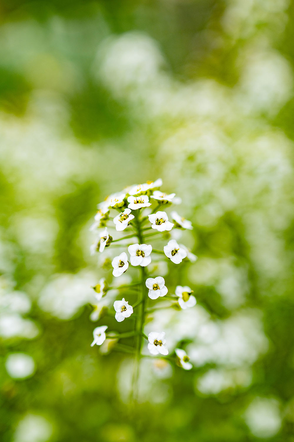 VanDusen_32