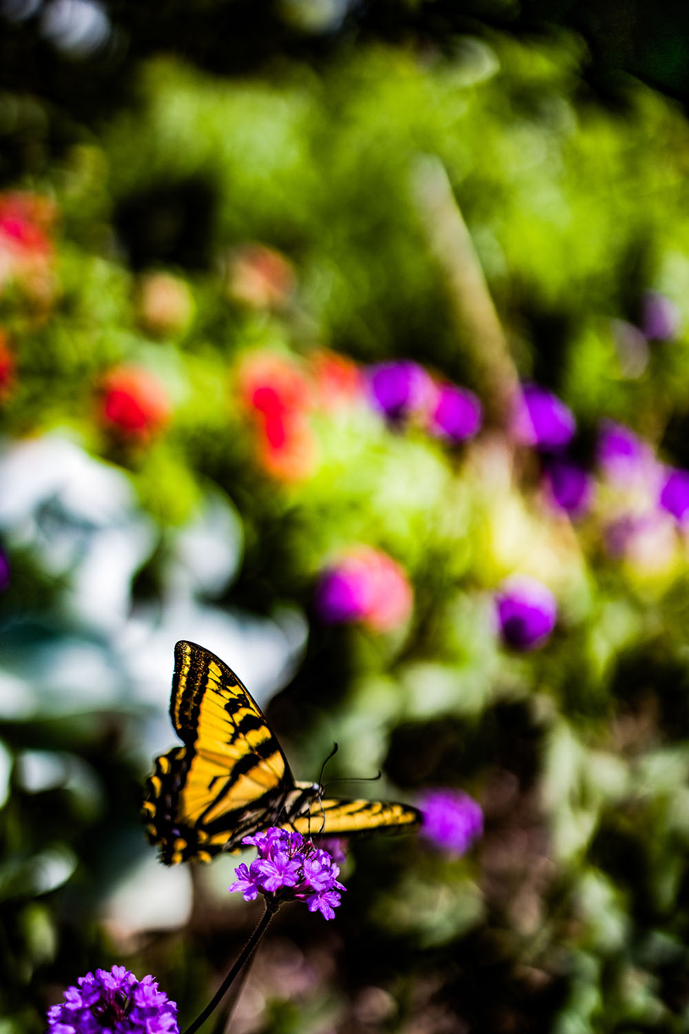 VanDusen_33