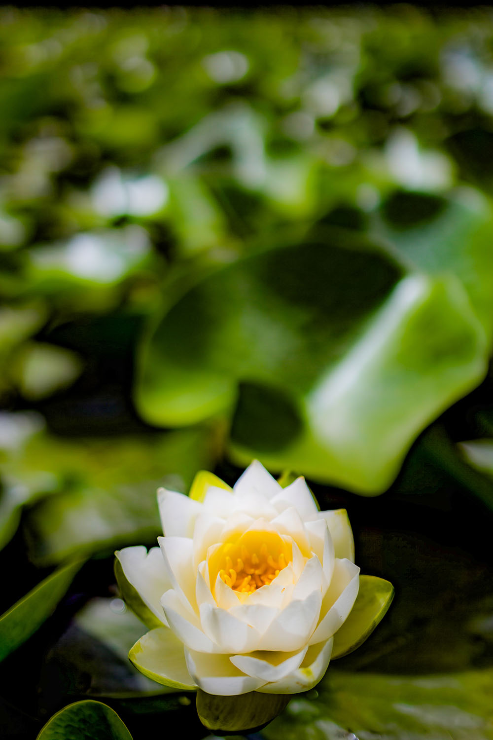 VanDusen_37