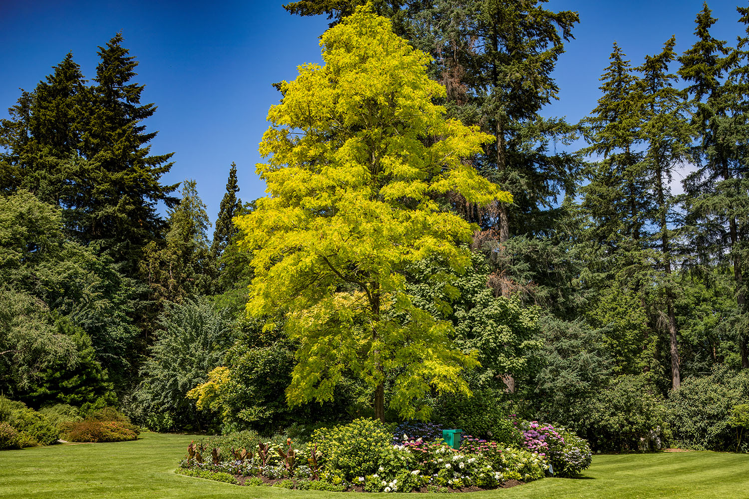 VanDusen_40