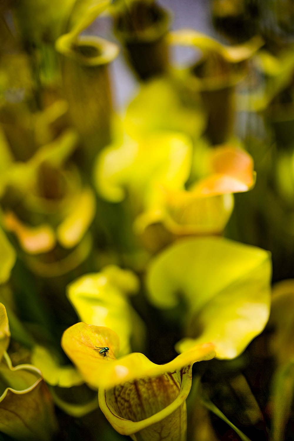 VanDusen_43